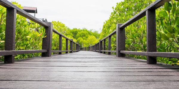 Low angle view of wood bridge (boardwalk) in mangrove forest and blue sky ,Study natural trails.